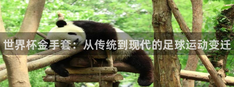 2026足球世界杯赛程时间表：世界杯金手套：从传统到现代的足球运动变迁