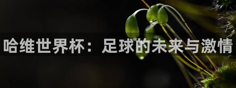2026年世界杯时间表：哈维世界杯：足球的未来与激情